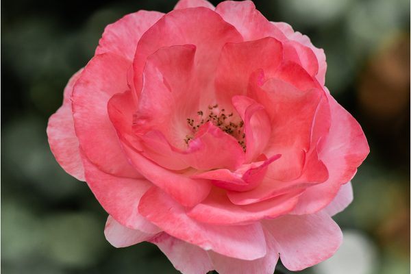 Garden Rose by Anthony Beevor