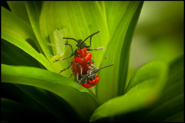 Lily Beetle - Liliocerus Lilii by Peter Creasey