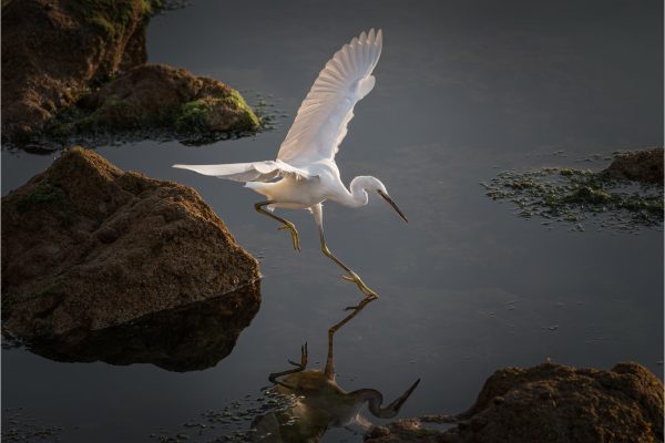 Egret in Motion by Lawrence Homewood