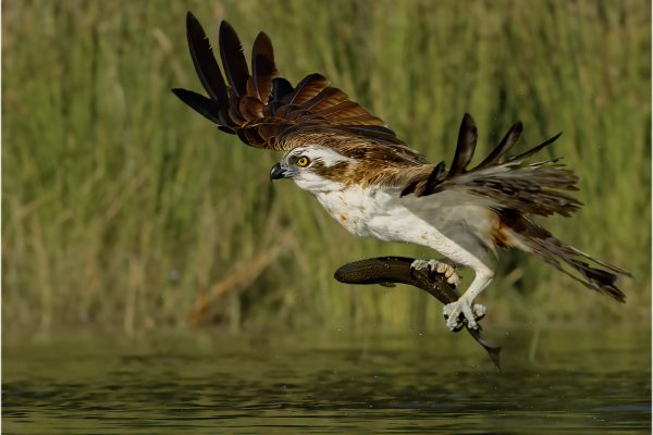 Osprey with Brown Trout by Andy Marshall