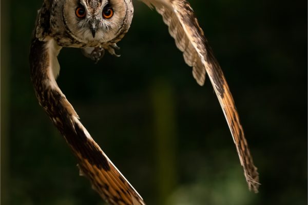 Long Eared Owl by Paul Stuart