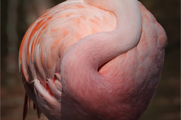 Flamingo by Helen Corbin