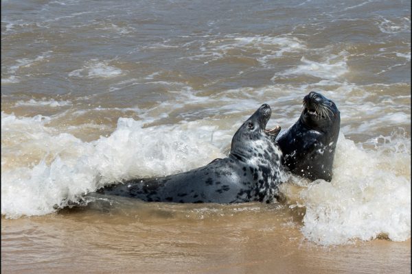 Norfolk Seals Playing by Maddie Winmill