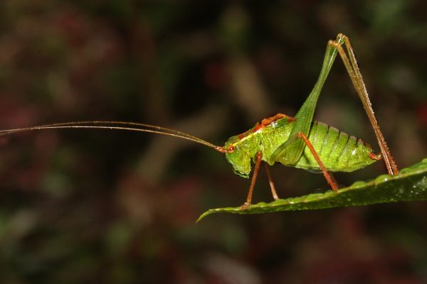 Grasshopper by Joyce Flower