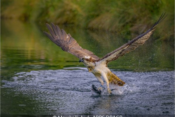 Osprey with Evening Catch - Andy Marshall - 20 Points