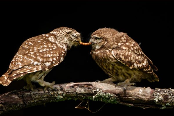 Little Owls Feeding Pass