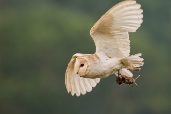 Barn Owl (tyto Alba) With Bank Side VolePaul Stuart CPAGB Highly Commended