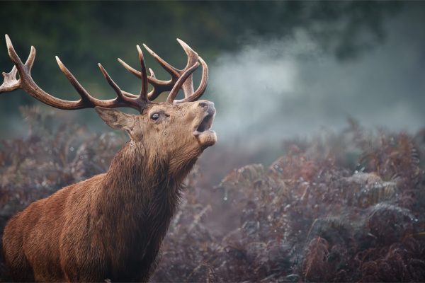 Stag at dawnPaul Stuart CPAGBHighly Commended