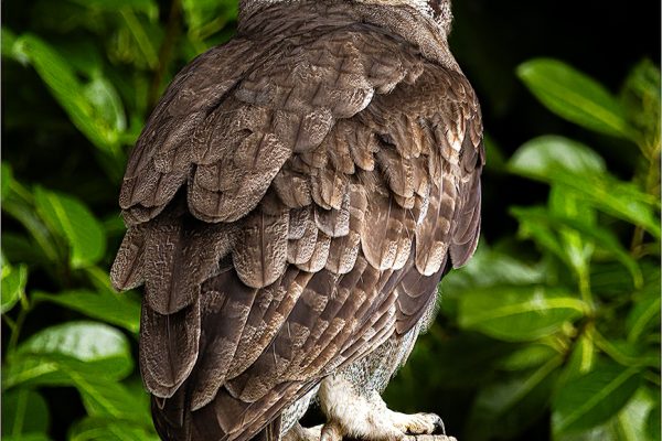 Verreaux's Eagle OwlChris Griffin LRPSHighl;y Commended