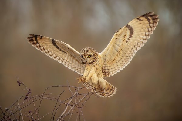 Short Eared Owl Landing on Hawthorn BushPaul Stuart CPAGB 20 points
