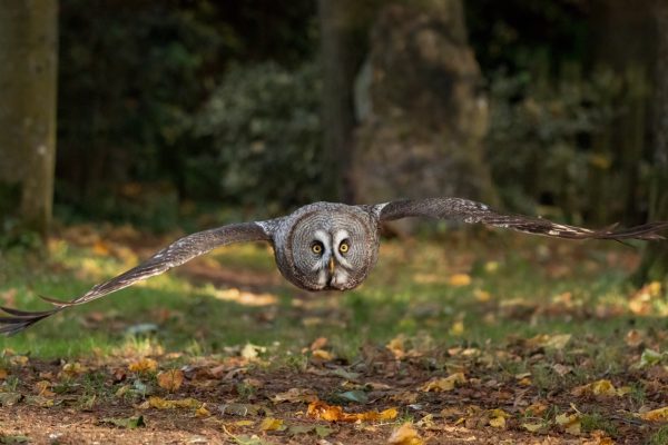 Stealth Flight Great Grey OwlLawrence Homewood EFIAP BPE2* CPAGB Highly Commended