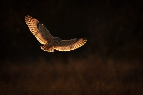 Shorteared Owl Backlit - Paul Stuart CPAGB