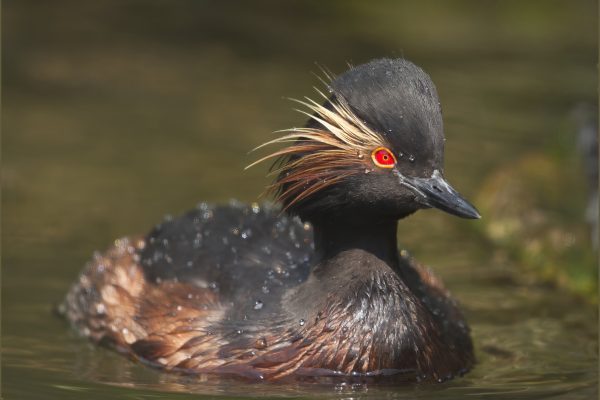 Black-necked grebe by Helen Corbin