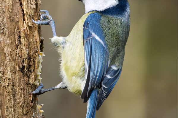 Blue Tit by Derek Winsor