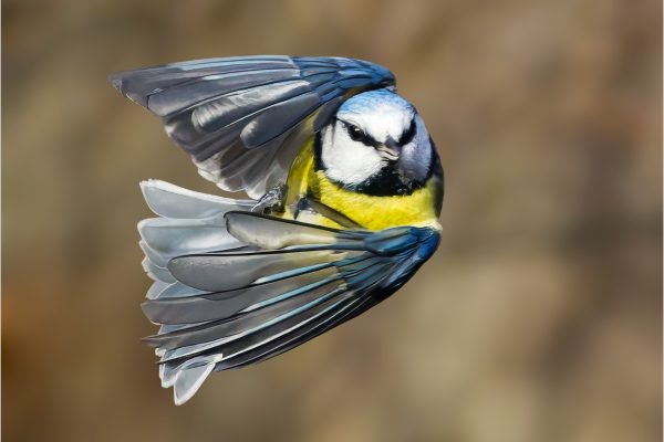 Blue Tit makes a tight turn by Derek Winsor