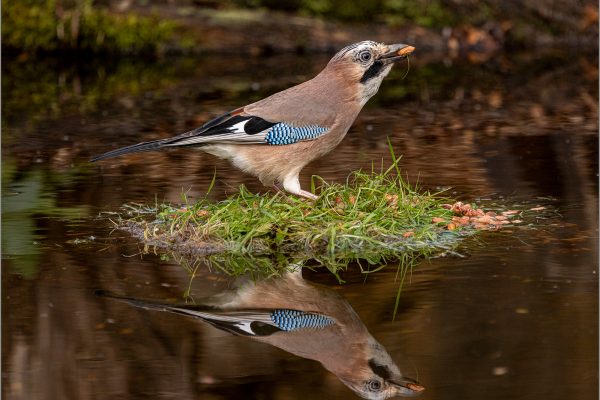 Eurasian Jay by Chris Griffin