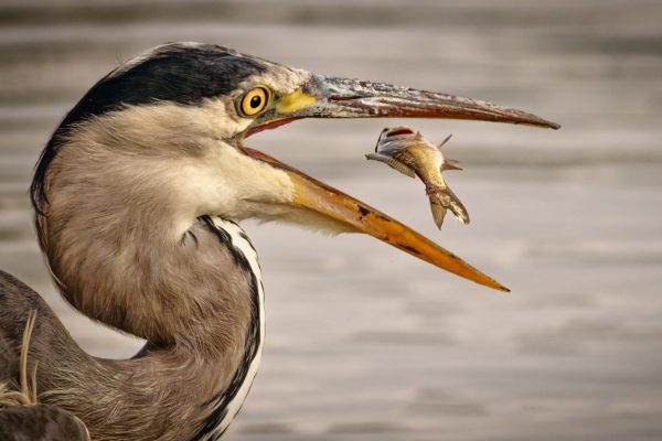 Flipping fish by Paul Stuart