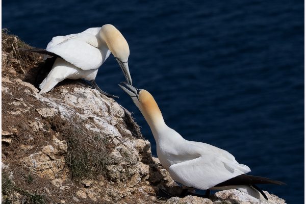 Gannets in love by Ian Hacke