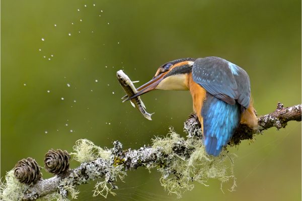 Kingfisher stunning prey by Andy Marshall