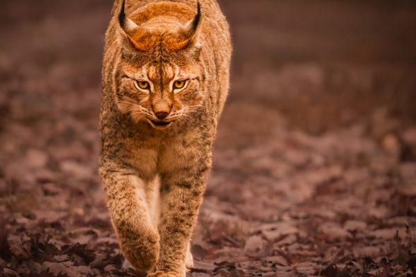 Eurasian Lynx by Paul Stuart