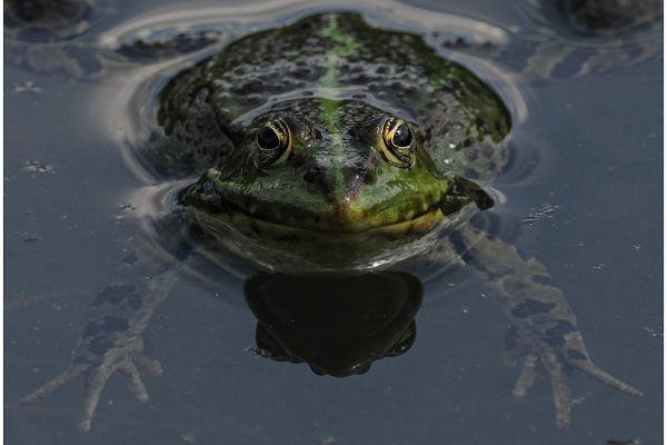 Marsh Frog by Ian Hacke