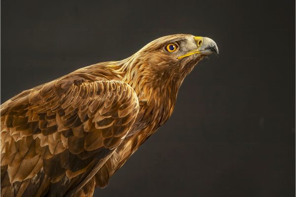 Golden Eagle by Andy Marshall