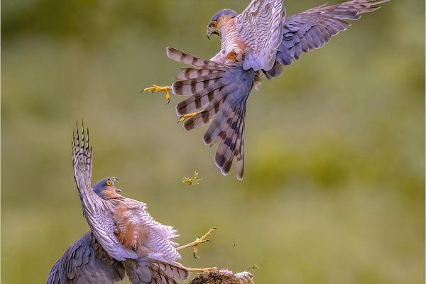 Sparrowhawks fight for dominance, by Andy Marshall