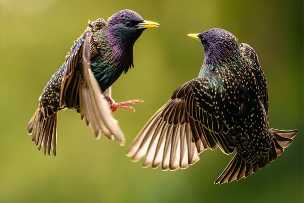 Starlings by Paul Stuart