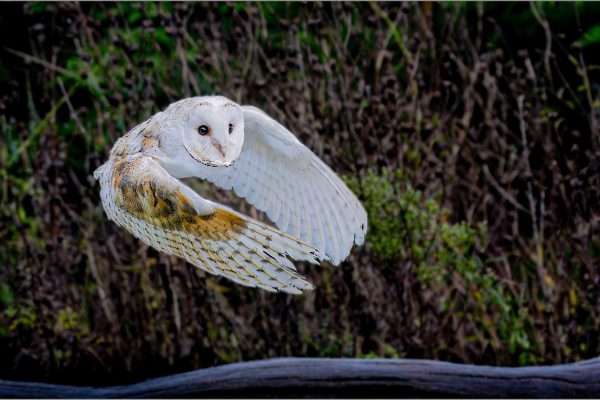 Barn OwlHIghly Commended Chris Griffin LRPS