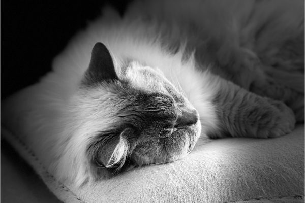 Derek Winsor LRPS Contented Cat Highly Commended