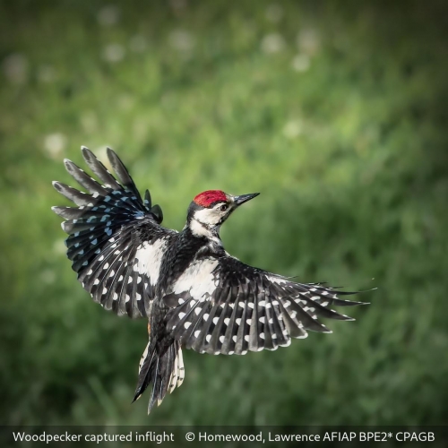 Lawrence HomewoodWoodpecker captured in flight