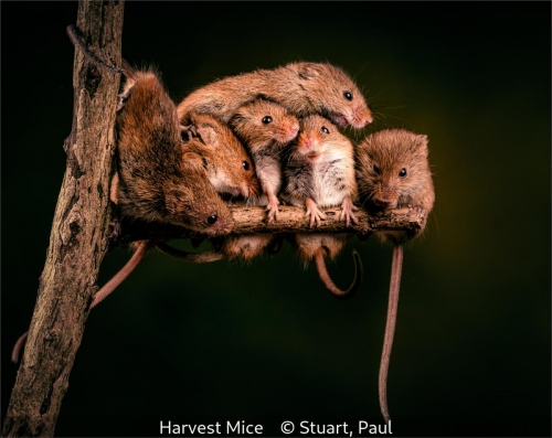 Paul StuartHarvestMice