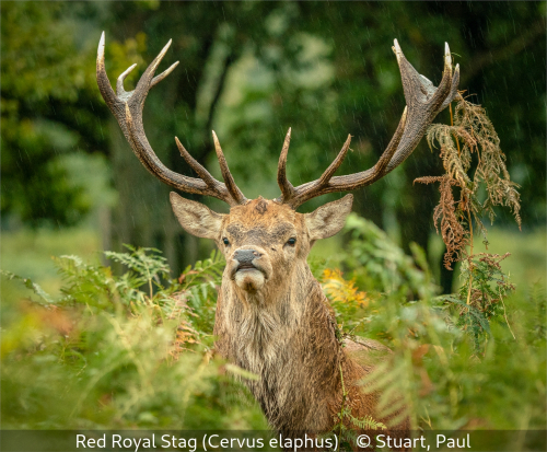 Paul StuartRed Royal Stag (Cervuselaphus)