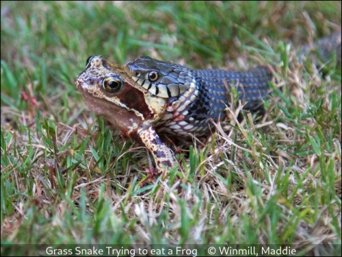 Maddie WinmillGrass Snake Trying to eat a Frog