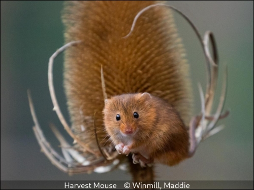 Maddie WinmillHarvest Mouse