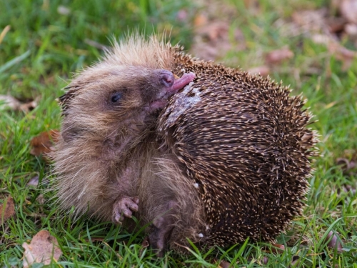 Winmill MaddieHedgehog Having a Wash