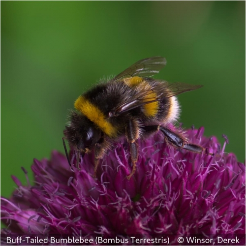 Derek WinsorBuff Tailed Bumblebee (Bombus terrestris)