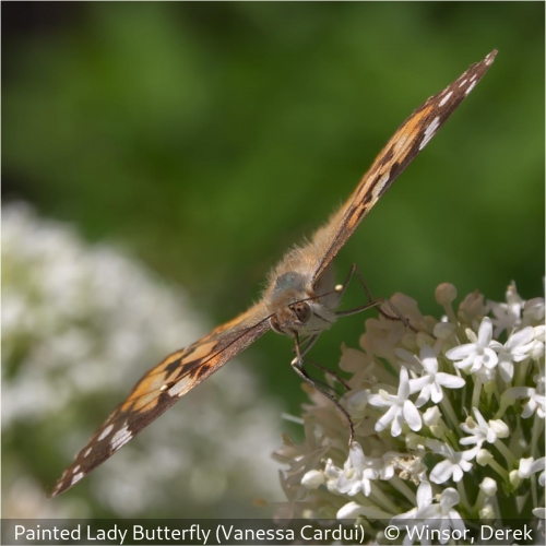 Derek WinsorPainted Lady Butterfly (Vanessa cardui)