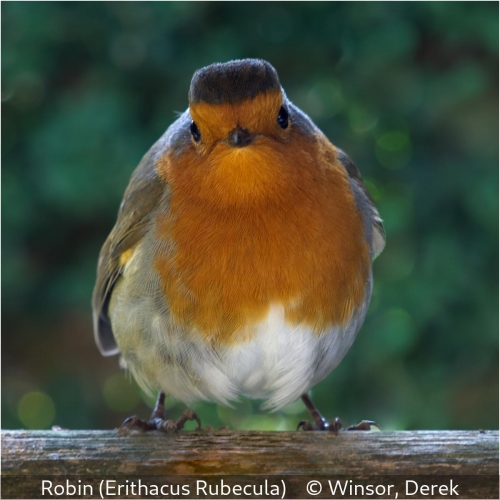 Derek WinsorRobin (Erithacus rubecula)