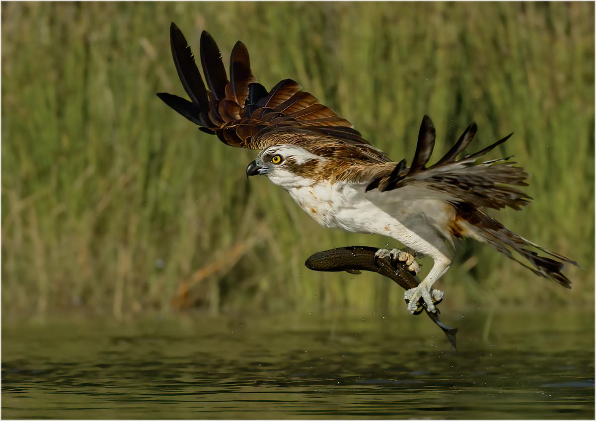 Marshall, Andy_Osprey with Brown Trout_1