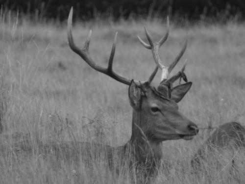 Flynn, Jen_Stag at rest_1