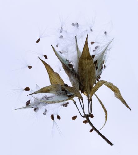 Jenkins, Val_Seed Head_1