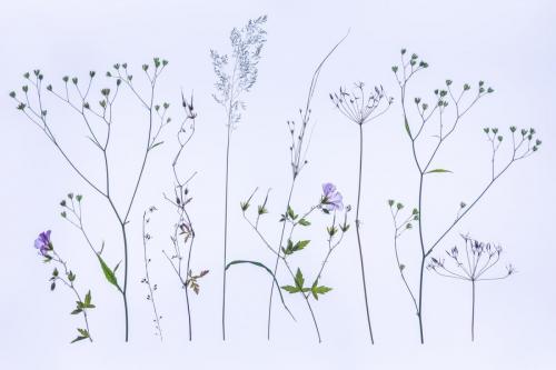 Jenkins, Val_The Meadow_1