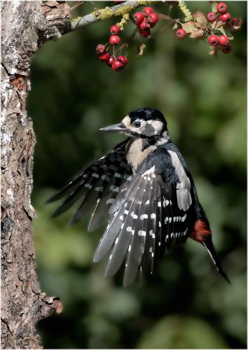 Marshall, Andy_Juvenile male, Great Spotted Woodpecker, landing._1