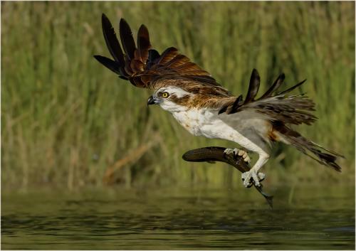 Marshall, Andy_Osprey with Brown Trout_1